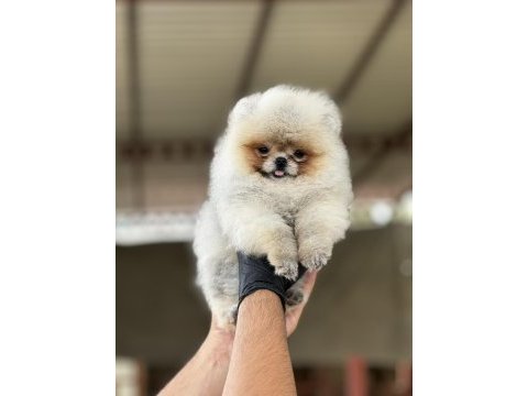 Pomeranian köpeğimiz mersin