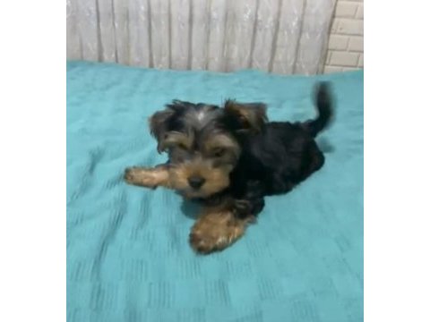 Teker yorkshire terrier