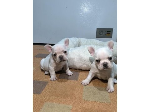 A kalite egzotik french bulldog yavrular