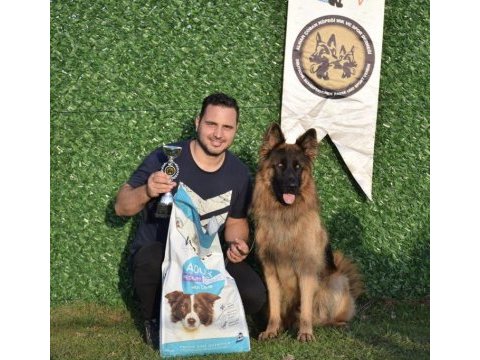 Uzun tüylü şampiyon alman çoban köpeği