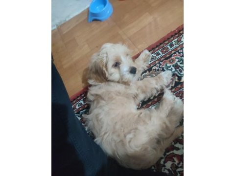 3.5 aylık yavrumuz maltipoo
