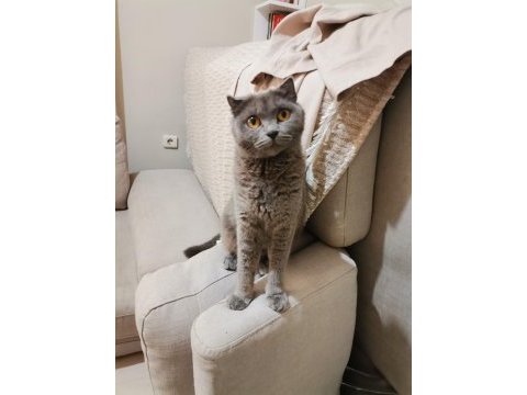 Scottish fold kediler yeni ailelerini bekliyorlar