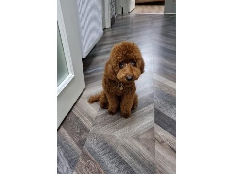 2 yaşında erkek toy poodle
