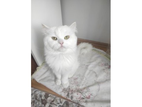 1 yaşında erkek british longhair