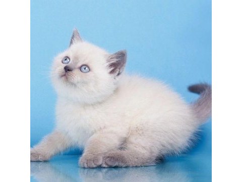British shorthair yavruları