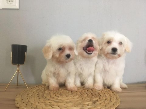 Mükemmel kalitede maltese terrier yavrularımız