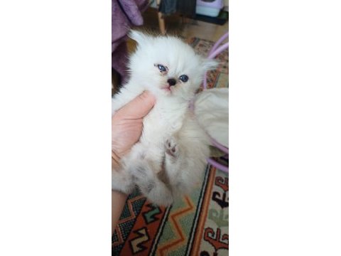Anne sütünden kesilmek üzere iran kedisi (persian)