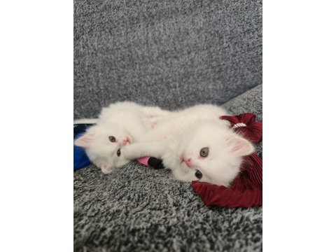 British longhair yavru kediler