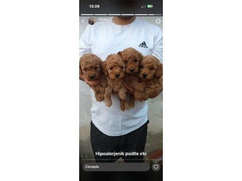 Toy poodle yavrular ırk sağlık garantili