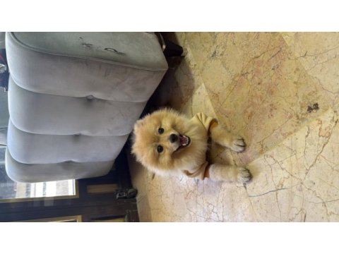 Pomeranian tilki surat
