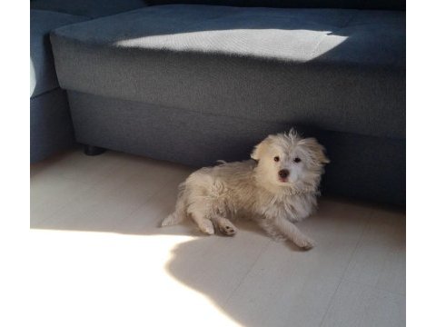 5 aylık dişi maltese terrier