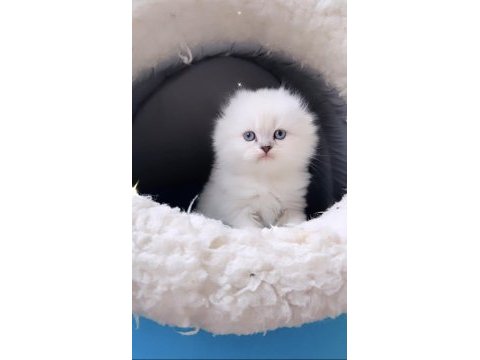 Orjinal blue kingler scottish straight