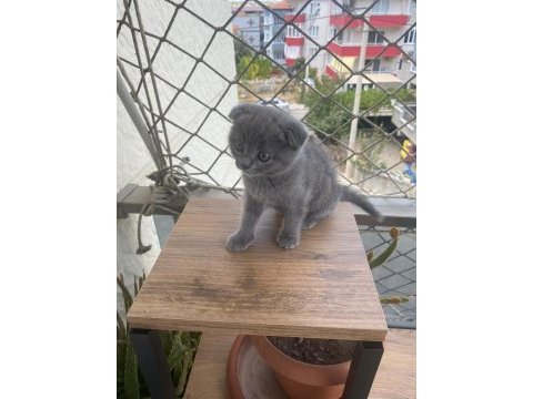 Scottish fold bebekler bebeği