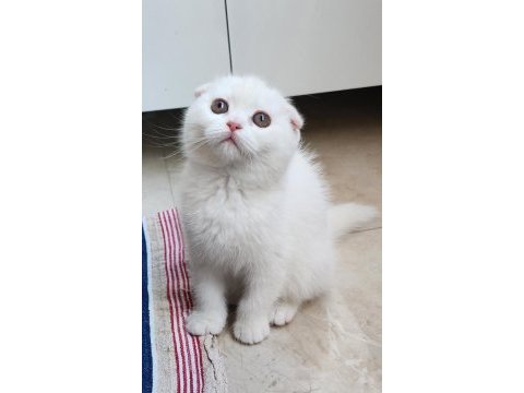 2.5 aylik scottish fold güzellik