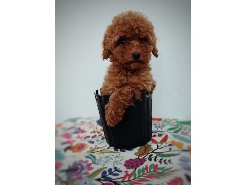 Tatlış toy poodle yavru