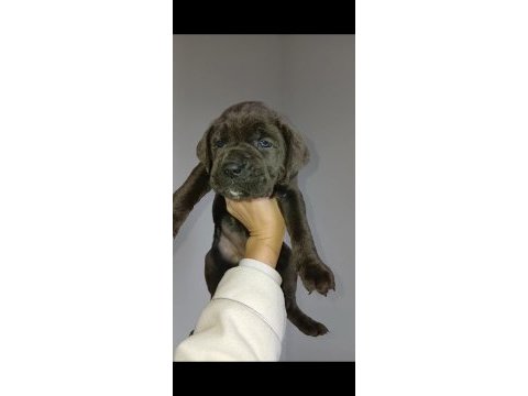 Yavru cane corso aslanlar piyasada