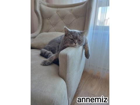 Güzel kızımızın yavruları scottish