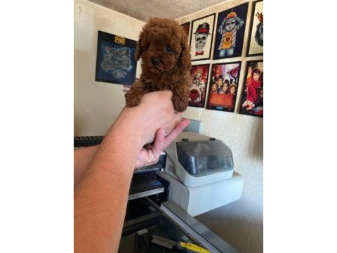 Kore ve toy poodle bebeklerimiz