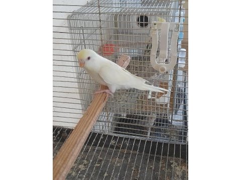 5 aylık kusursuz cremio renk dişi muhabbet kuşu