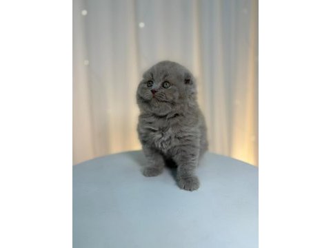 Irk ve sağlık garantili scottish fold yavru