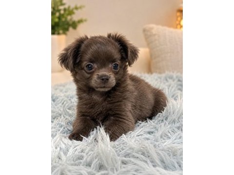 Özel blue renk mikro teacup uzun tüylü chihuahua