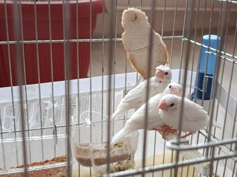 5 yavrulu bengal ailesi