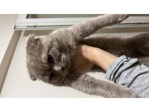Scottish fold gri