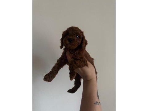 En koyu renk aşılı kore poodle yavrular
