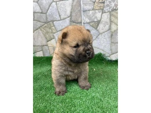 Resim gibi chow chow yavrularımız