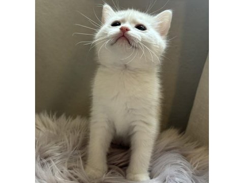 2 aylık british shorthair