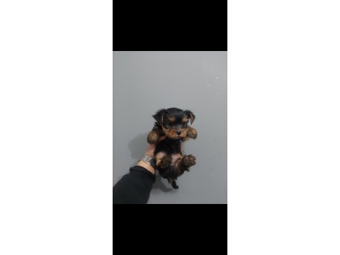 1 kg 750 gram anne babadan teacup yorkshire terrier bebeler