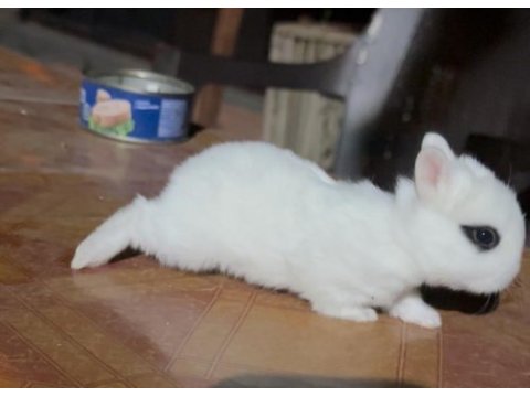 Beyaz ve sürmeli cüce tavşanlar (netherland dwarf)