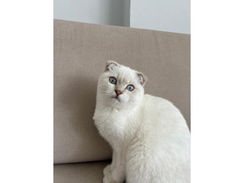 Scottish fold oğlumuzu vermek zorundayız.