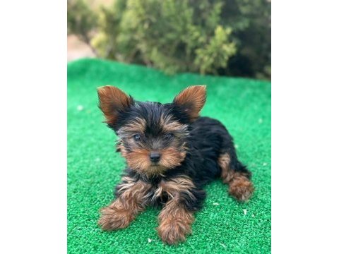 Yorkshire terrier yavruları