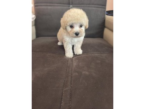 Anne altından apricot poodle bebek