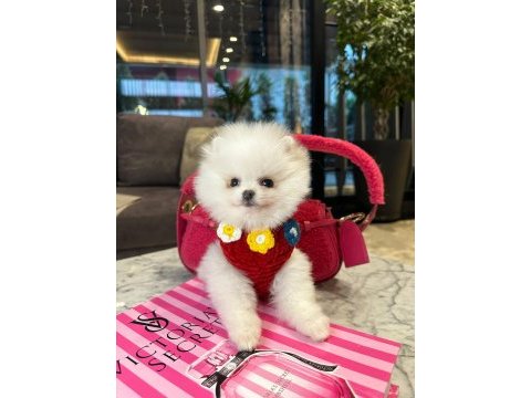 Pomeranian boo kızımız molly