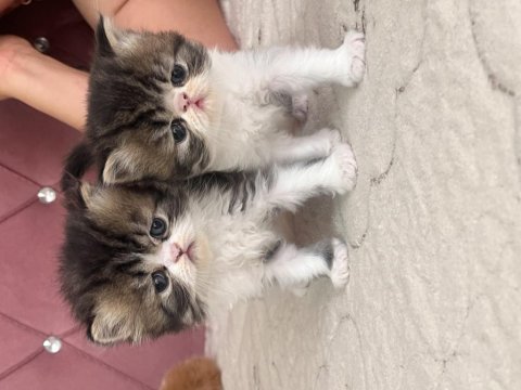 Exotic shorthair yavrular