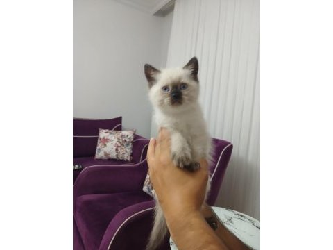 British shorthair erkek yavru