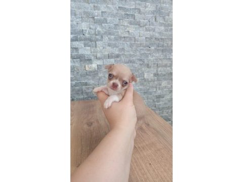 Avrupa standartlarındaki bebek köpeklerim