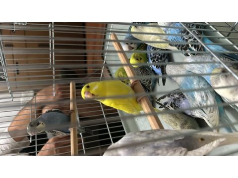 Muhabbet kuşu yavrular yeme yeni düştü