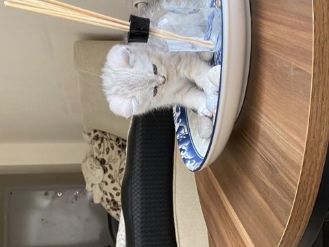 Chinchilla yavrularımız yeni ailelerini bekliyorlar