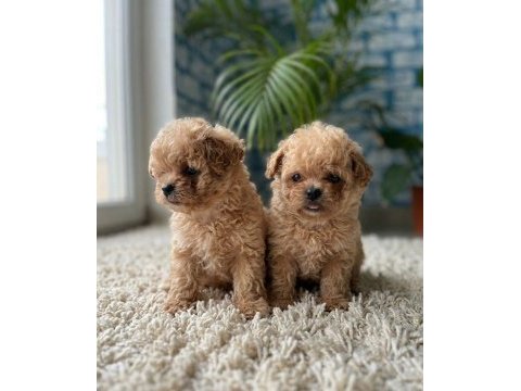 Korean maltipoo harikaları