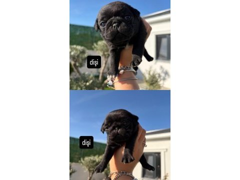 Orijinal gül kuyruk nadir bulunan siyah renkte pug yavrular