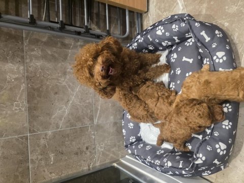 Anne ve 4 yavrusu ve 8 aylık kore erkek poodle