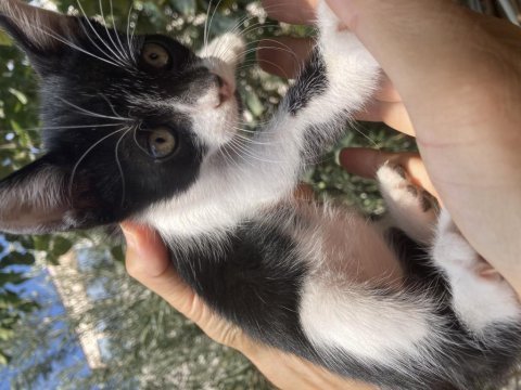 4 tane yavru erkek tekir kedi