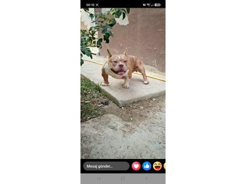 Erkek köpeğimiz pixell
