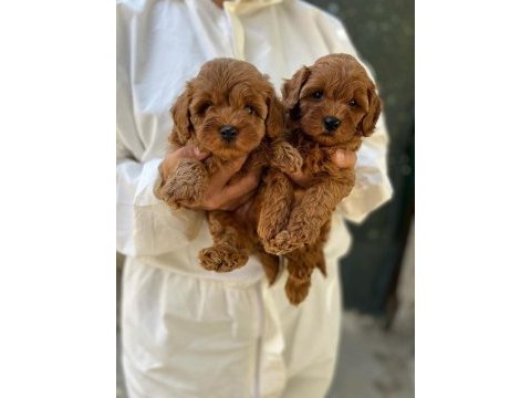 Maltipoo yavrularımız aşılı