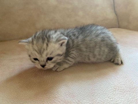Yavru british shorthair kedim sahiplendirilecek