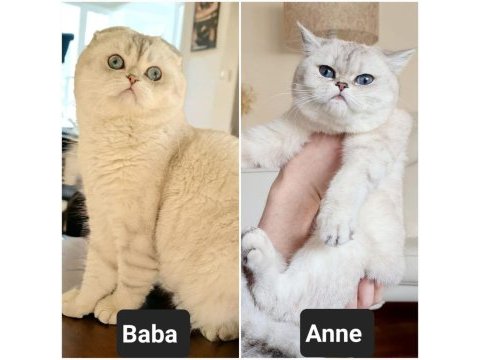 26 nisan doğumlu, safkan dişi scottish fold yavrumuz