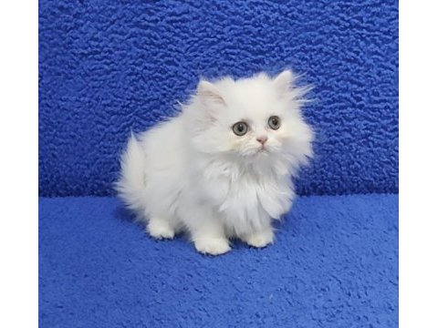 Long hair mavi boncuk silver yavrumuz teslime hazırdır